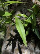 Image of narrowleaf cottonwood