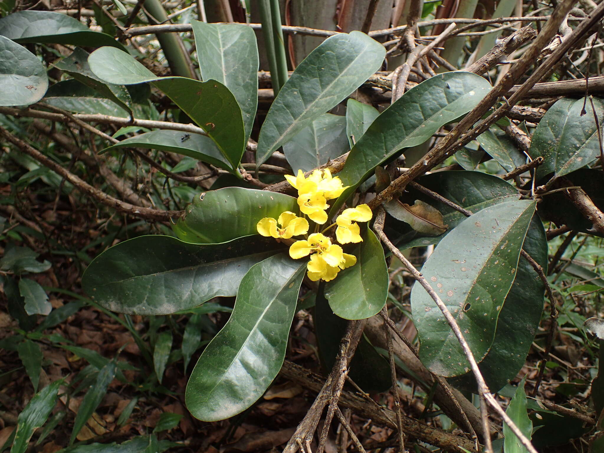 Image of Acridocarpus natalitius var. natalitius