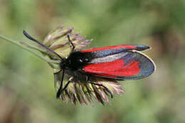 Plancia ëd Zygaena purpuralis Brünnich 1763