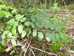 Image de Cissus oblonga (Benth.) Planchon