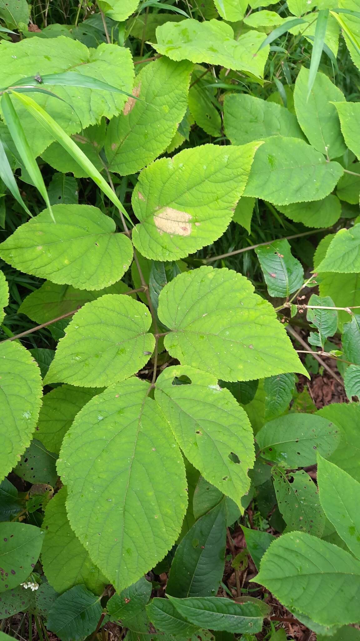 Image of Aralia cordata Thunb.