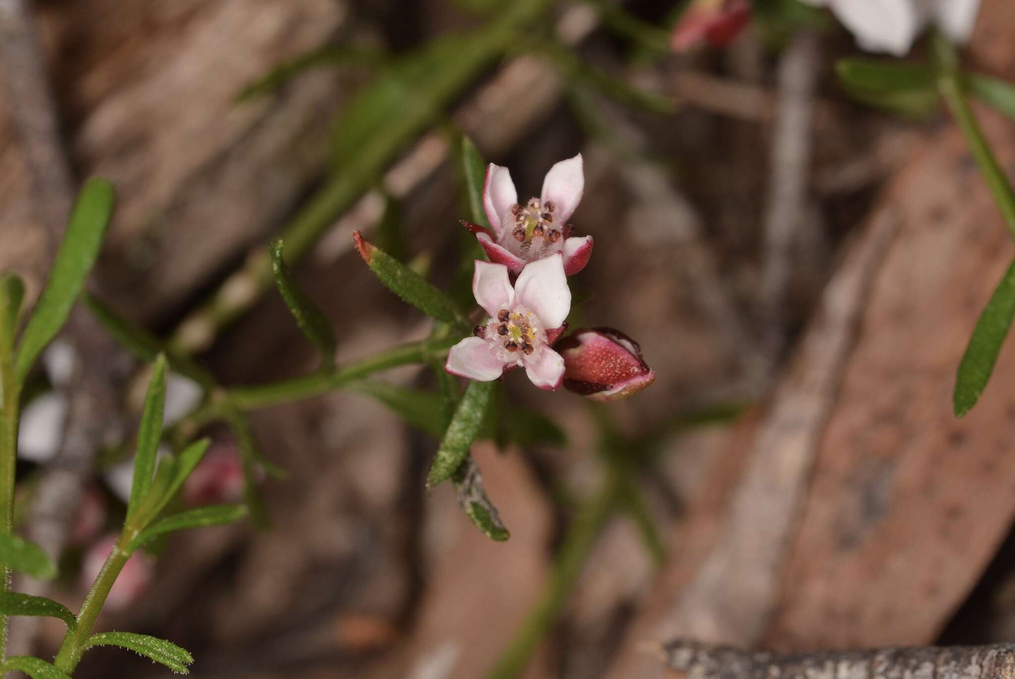 Image of Cyanothamnus nanus var. hyssopifolius