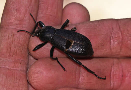 Image of Eleodes (Eleodes) obscura glabriuscula Blaisdell 1925