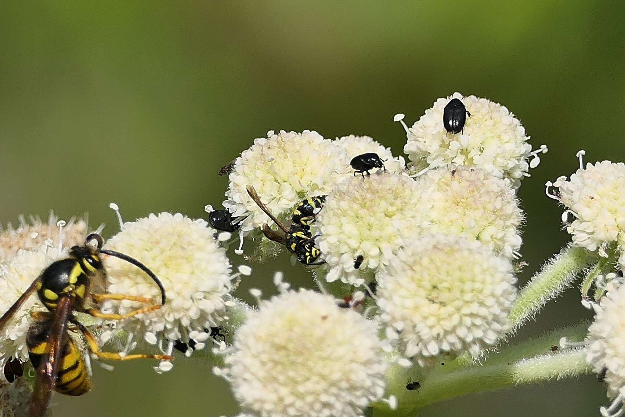 Imagem de Orphilus subnitidus Le Conte 1861