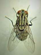 Image of Flesh fly