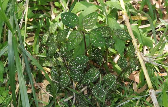 Image of polkadot-plant