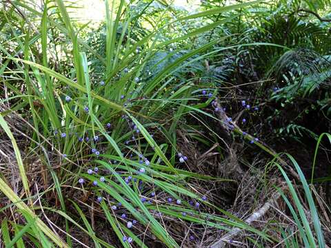 Image of Dianella nigra Colenso