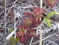 Imagem de Drosera neocaledonica R. Hamet