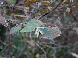 Imagem de Stigmella microtheriella (Stainton 1854) Fletcher et al. 1945