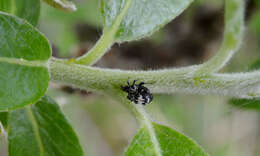 Tachyerges salicis (Linnaeus & C. 1758) resmi