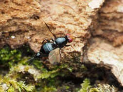 Image of Pseudoseioptera albipes (Cresson 1919)