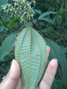 صورة Miconia sylvatica (Schltdl.) Naud.