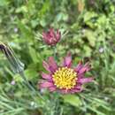 Plancia ëd <i>Tragopogon mirabilis</i>