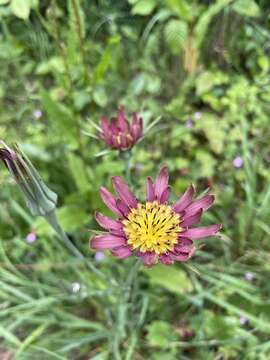 Plancia ëd <i>Tragopogon mirabilis</i>