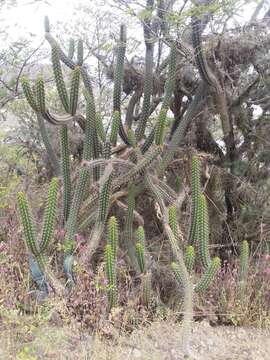 Image of Cleistocactus sepium (Kunth) F. A. C. Weber