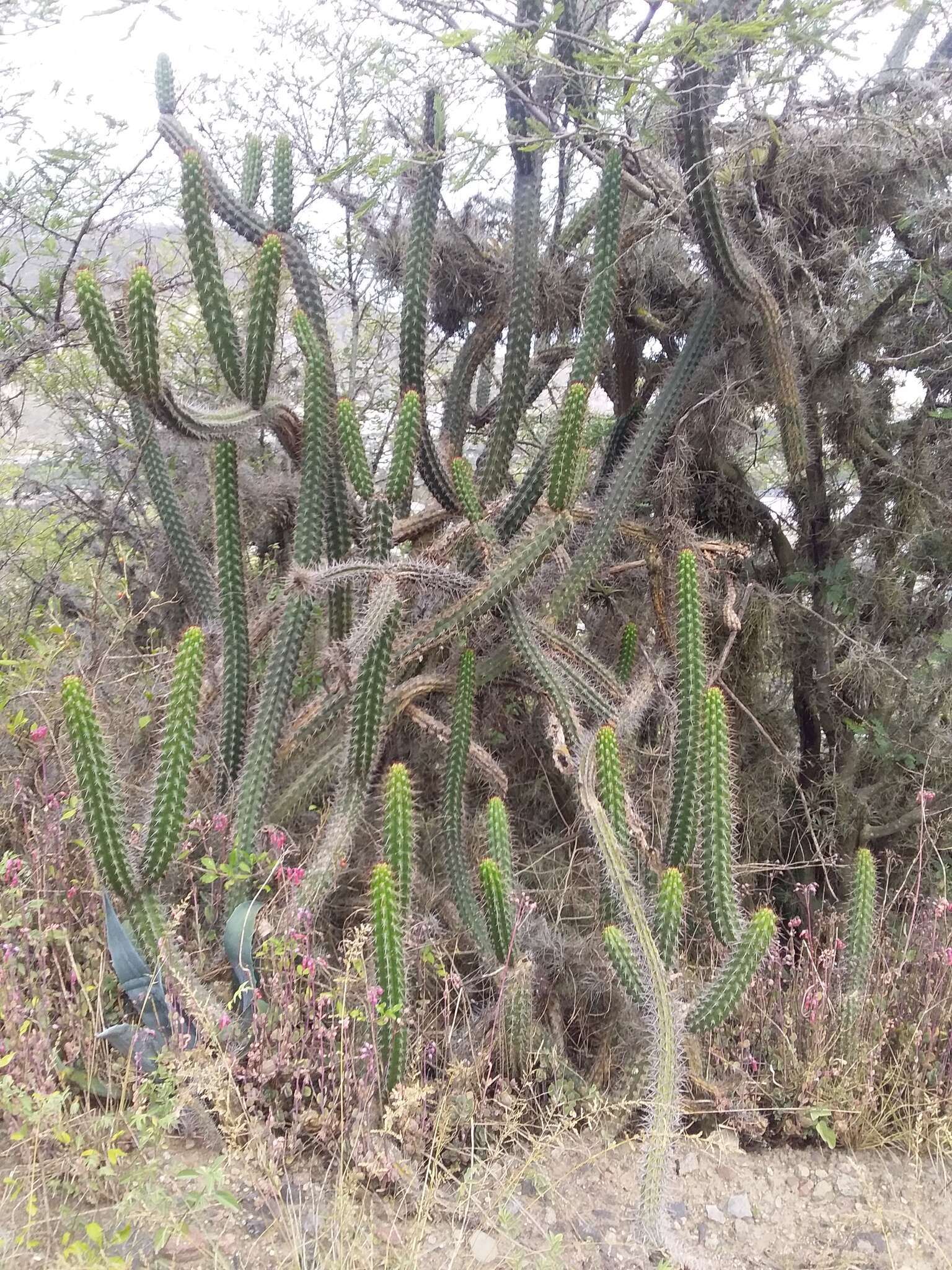 Image of Cleistocactus sepium (Kunth) F. A. C. Weber