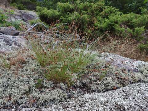 Plancia ëd Bulbostylis capillaris subsp. capillaris