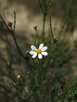 Image of Phymaspermum oppositifolium Magee & Ruiters