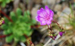 Image of Columbian lewisia