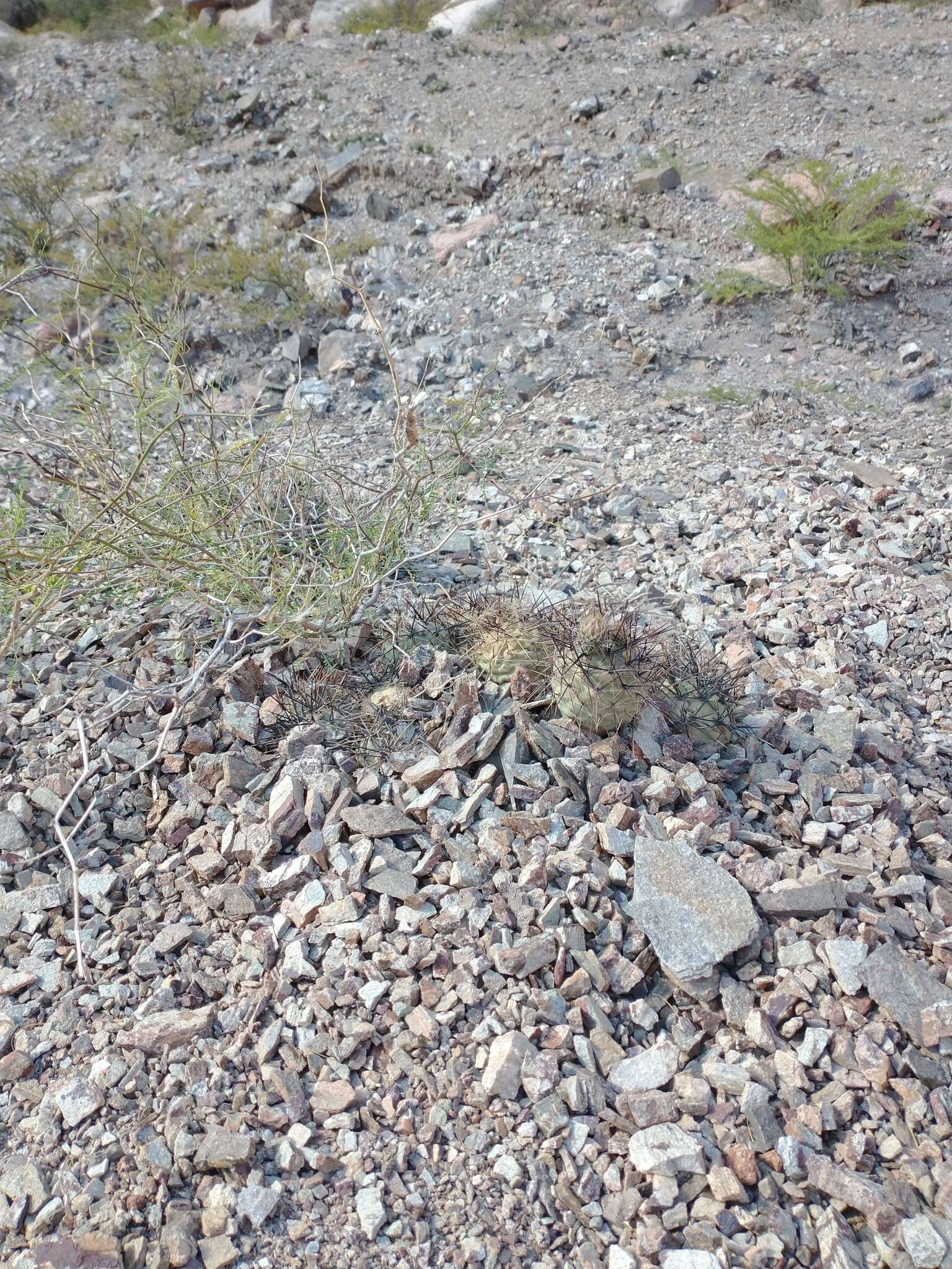 Image of Tephrocactus alexanderi (Britton & Rose) Backeb.