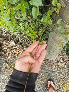 Image of Muehlenbeckia complexa var. grandifolia Carse