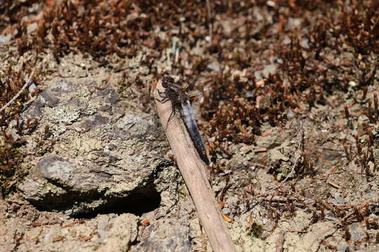 Image of Chalk-fronted Corporal