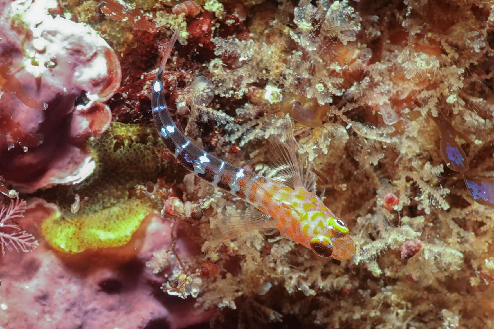 Image of Blue Dot Triplefin