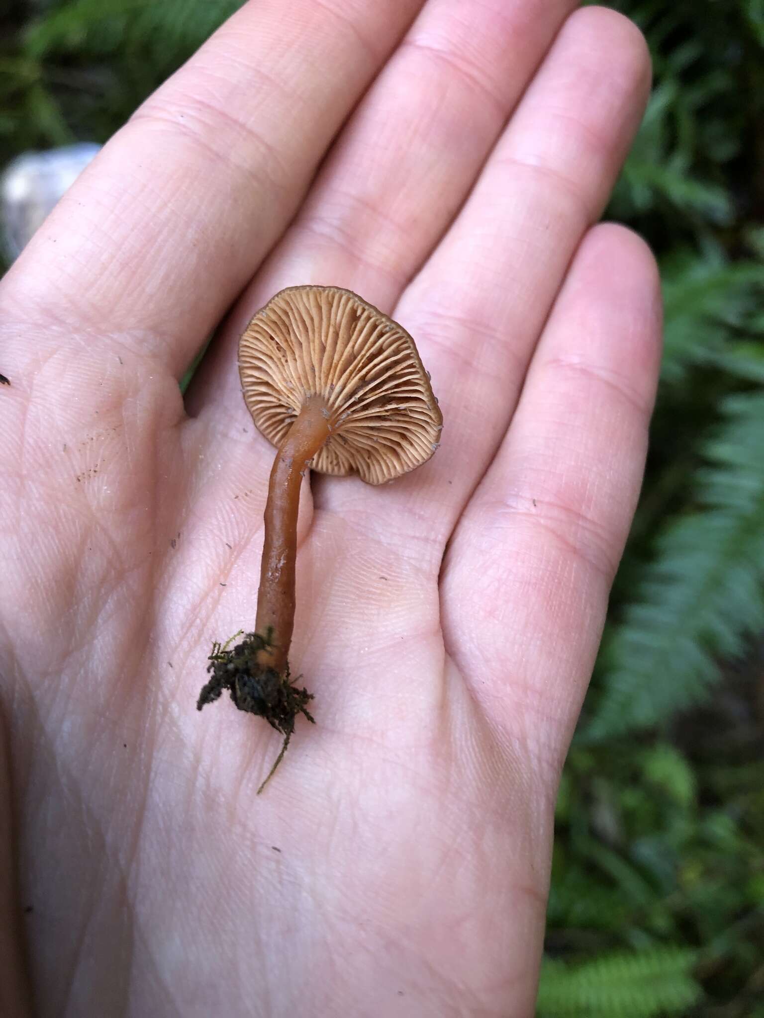 Imagem de Lactarius occidentalis A. H. Sm. 1960