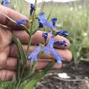 Image of matroot penstemon