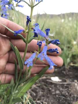 Imagem de Penstemon radicosus A. Nels.