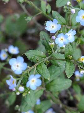 Image de Trigonotis peduncularis var. amblyosepala (Nakai & Kitag.) W. T. Wang