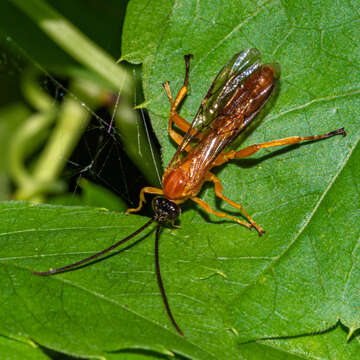 Image of Theronia hilaris (Say 1829)