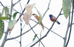 Image of Scarlet-breasted Dacnis