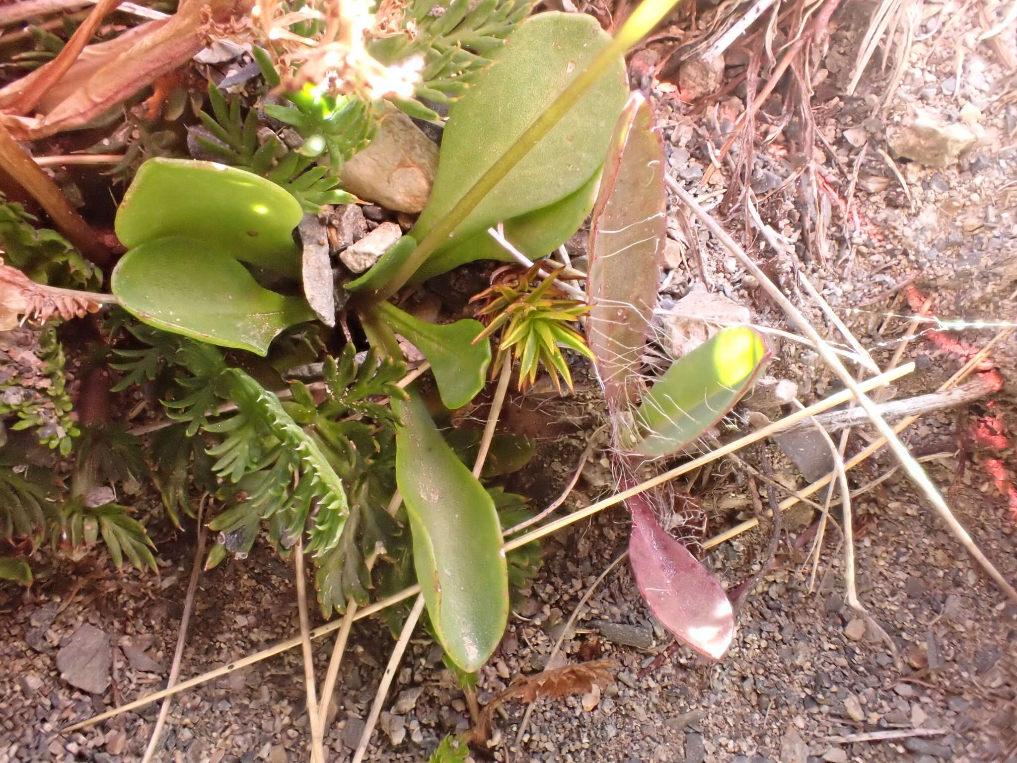 Image of Brachyscome longiscapa G. Simpson & J. S. Thomson