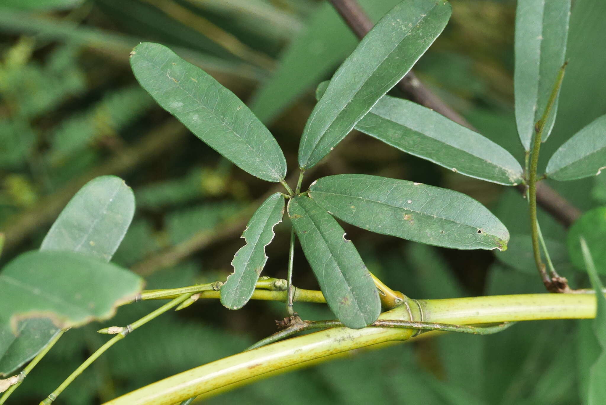 Imagem de Akebia longeracemosa Matsum.