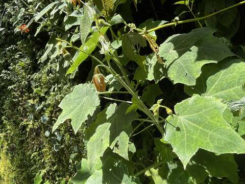 Image of Nasa peltiphylla (Weigend) Weigend