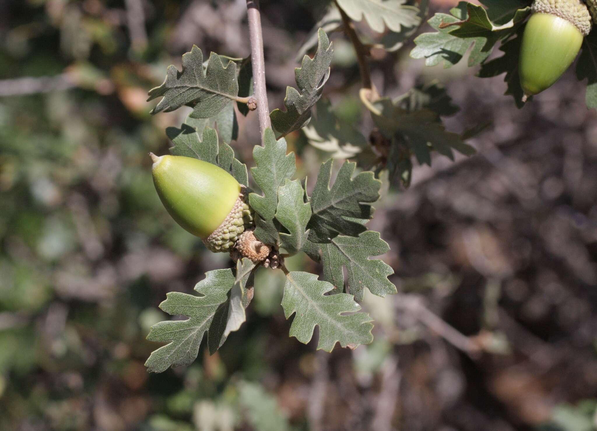 Imagem de Quercus macdonaldii Greene & Kellogg