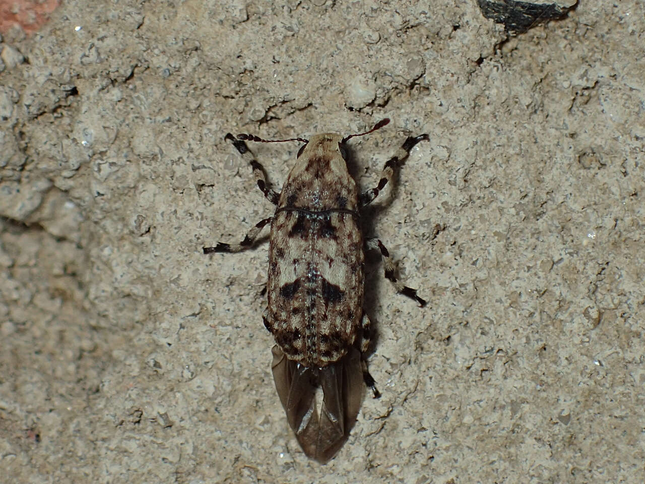 Image of Marbled Fungus Weevil