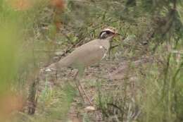 Image of Bronze-winged Courser