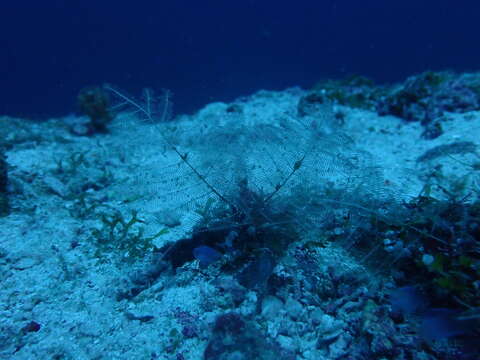 صورة Macrorhynchia phoenicea (Busk 1852)