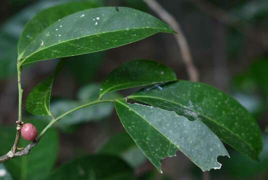 Image of Glycosmis trifoliata (Bl.) Spreng.