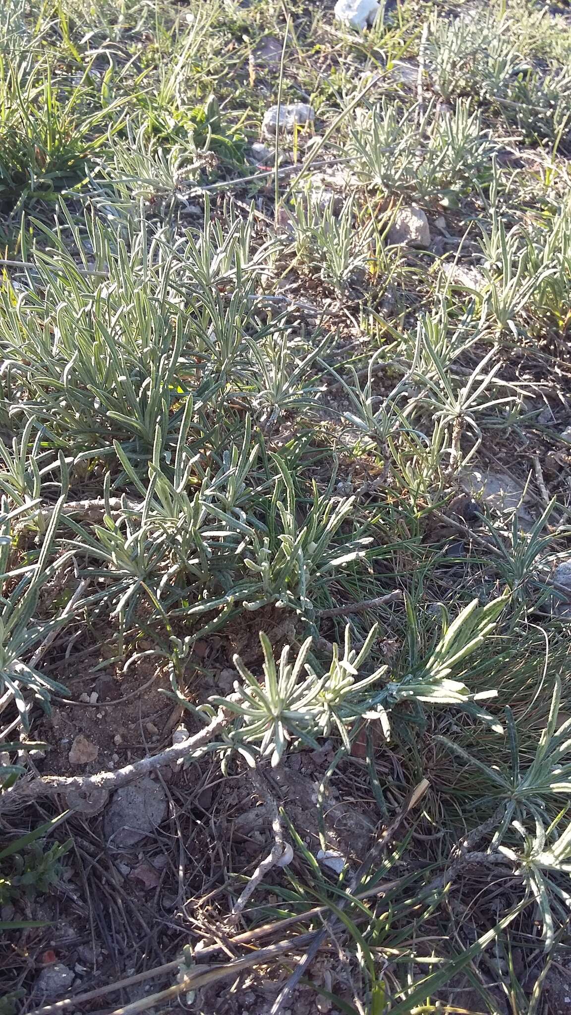 Image of Jurinea stoechadifolia (M. Bieb.) DC.