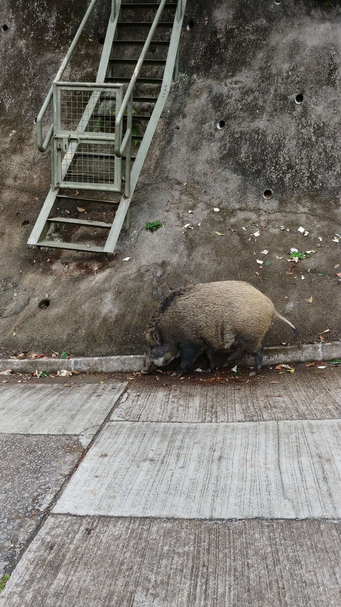 Imagem de Sus scrofa moupinensis Milne-Edwards 1871