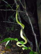 Image of Coffee Palm Viper