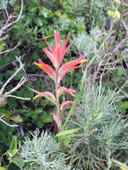 Image of longleaf Indian paintbrush