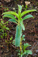 Слика од Penstemon spectabilis Thurb. ex Torr. & Gray