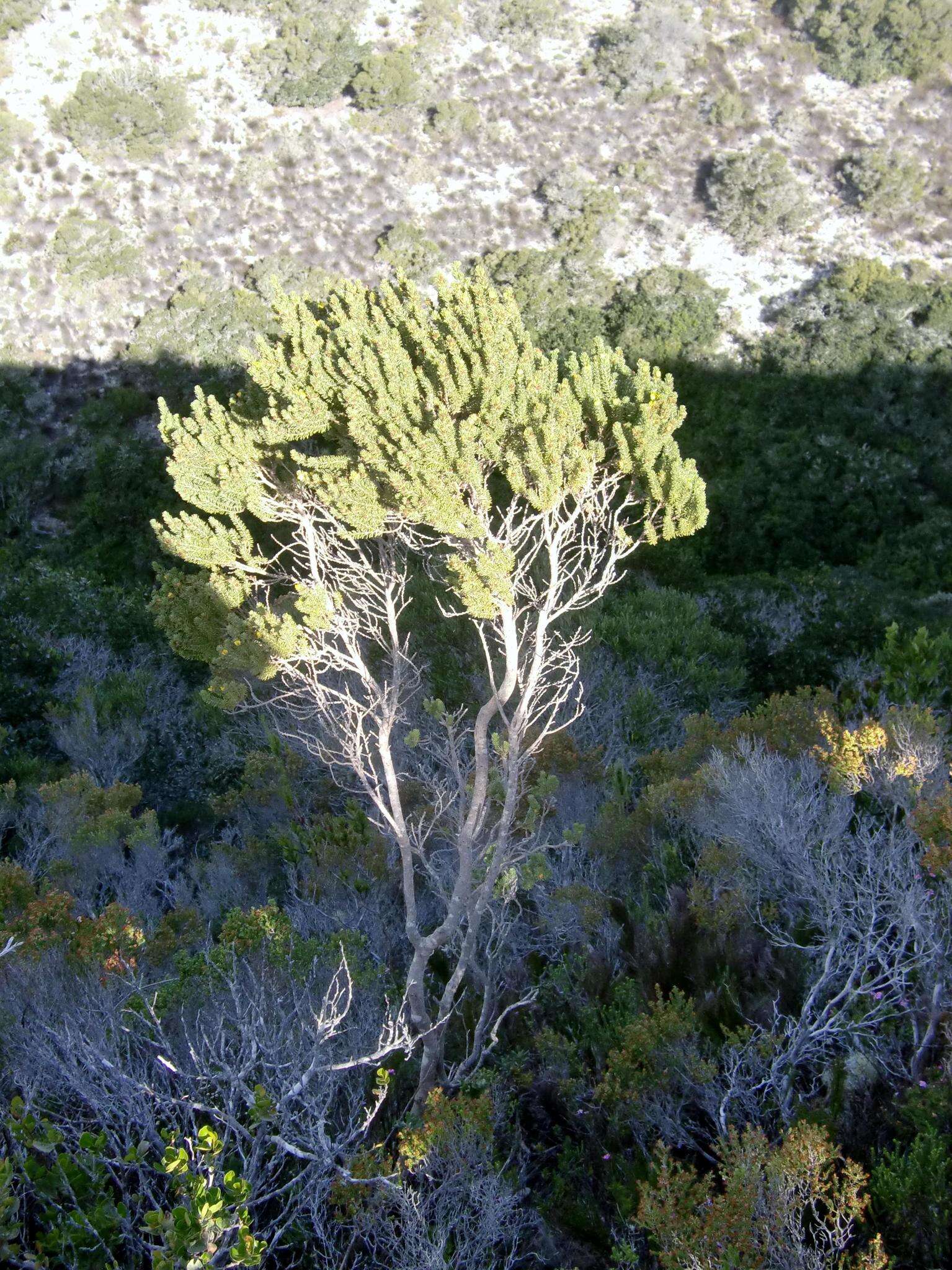 Plancia ëd Aspalathus sanguinea subsp. foliosa R. Dahlgren