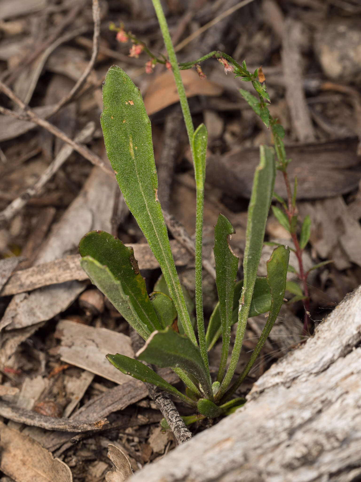 Image of Goodenia bellidifolia subsp. bellidifolia