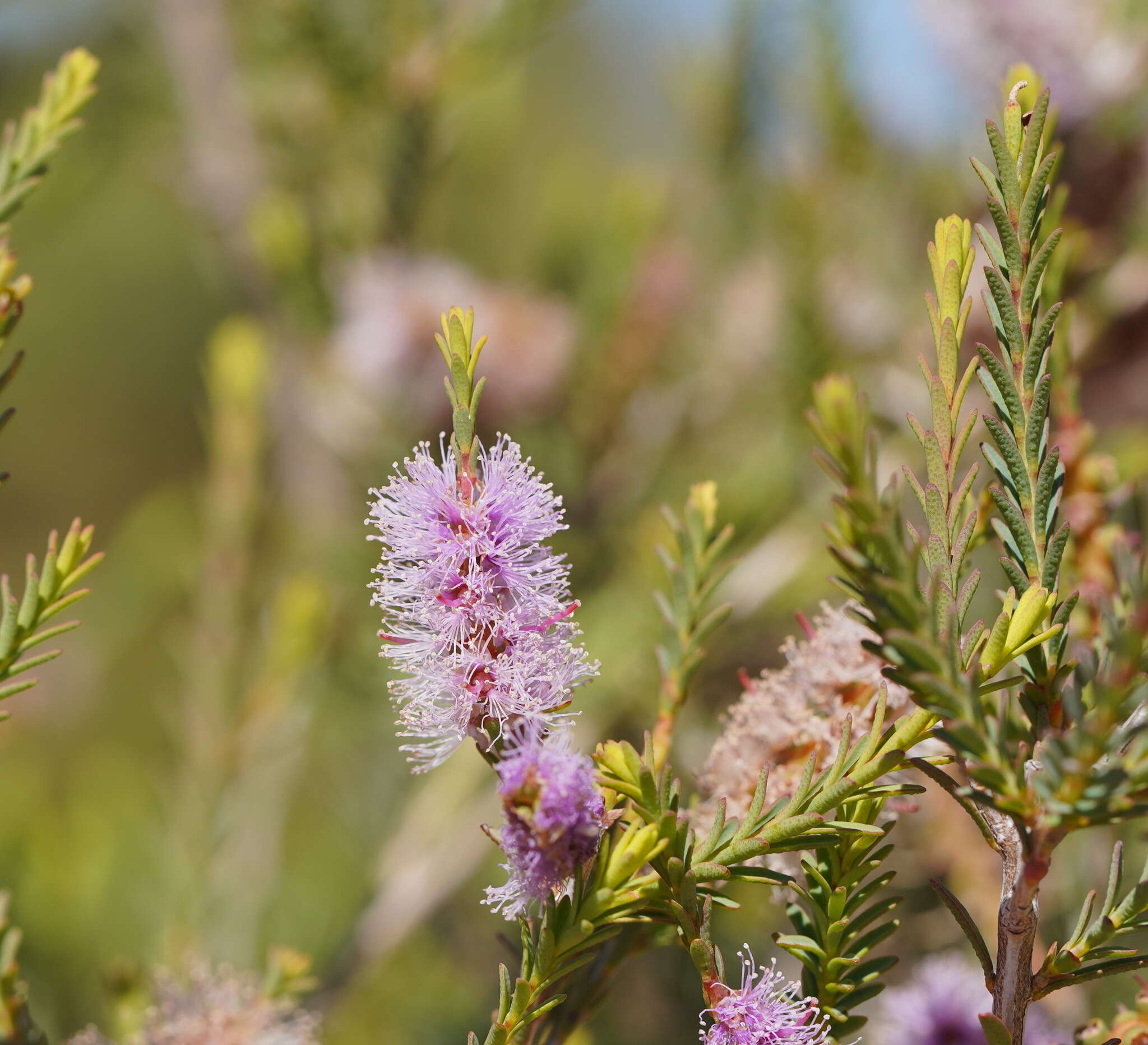 صورة Melaleuca decussata R. Br.