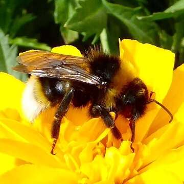 Image of Vestal cuckoo bee